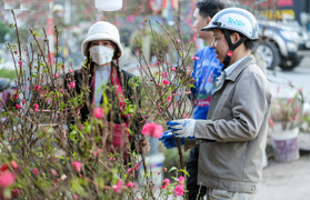 Người Hà Nội háo hức tìm mua đào nở sớm