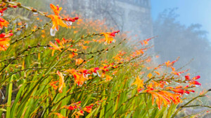 Nhiệt độ xuống dưới 0 độ C, đỉnh Fansipan xuất hiện băng giá 