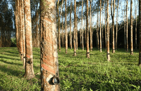 Bình Dương: Chủ tịch UBND huyện Phú Giáo bị kiện