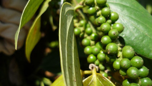 Giá tiêu hôm nay 20/12: Ổn định trong mức 57.000 - 60.000 đồng/kg