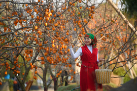 Vườn hồng Mộc Châu chín đỏ giữa trời Hà Nội, thu hút nhiều người tới check-in