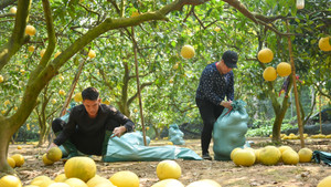 Thủ phủ bưởi Diễn tất bật thu hoạch phục vụ Tết Nguyên đán