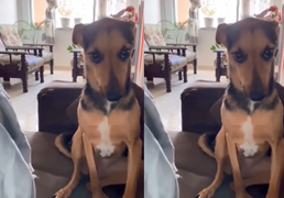 Chú chó ranh mãnh giả điếc khi bị chủ mắng