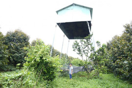 Chuyện lạ: Làm nhà 'trên trời' hứng... phân dơi