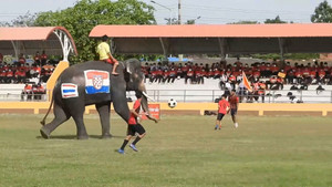 Voi so tài đá bóng với học sinh ở Thái Lan