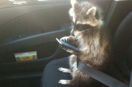 Khoảnh khắc gấu mèo khiến dân mạng 'tan chảy', muốn ẵm về nuôi ngay lập tức