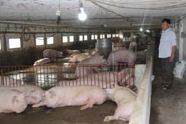 Giá heo hơi hôm nay 24/12: Đi ngang trên cả nước