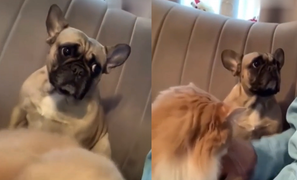 Chú cún tủi thân vì cô chủ chỉ yêu mèo