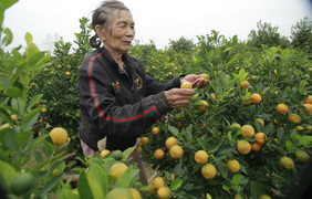 Thủ phủ quất cảnh miền Trung vào vụ Tết, bán 'đắt như tôm tươi'