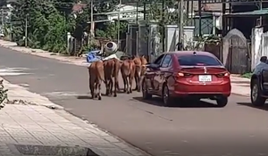 Lái ô tô đi chăn bò