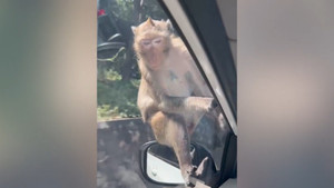 Khỉ hoang 'quá giang' ô tô ở Thái Lan