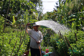 Các làng hoa ở miền Tây tăng sản lượng, kỳ vọng bội thu mùa Tết