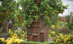 Khách săn mua quất bonsai dáng độc, giá tiền triệu chơi Tết