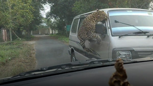 Kinh hoàng báo hoang tấn công xe tải ở Ấn Độ