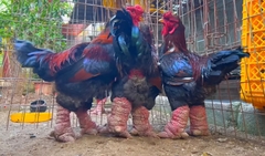 Chi chục triệu đồng săn ‘gà nằm lò sưởi’ ăn Tết vẫn thấp thỏm lo không có hàng