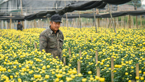 Làng hoa lớn nhất Hà Nội tất bật vào vụ Tết