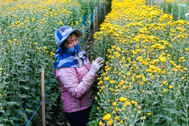 Làng hoa Tây Tựu hối hả chuẩn bị phục vụ Tết Nguyên đán 2023