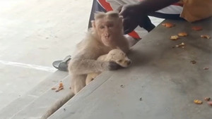 Khỉ hoang ở Ấn Độ chăm sóc chó như con đẻ