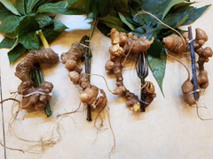 Sanolin 20 - Sản phẩm thuần Việt từ Sâm Ngọc Linh