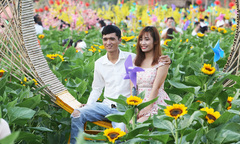 Mê mẩn trước vườn hoa hướng dương rộng 12.000m2 ở TP.HCM