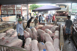 Giá heo hơi hôm nay 1/1/2023: Thị trường ổn định, cao nhất 54.000 đồng/kg