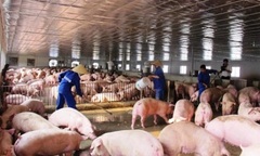Giá heo hơi hôm nay 1/1/2023: Giảm nhẹ ở một vài tỉnh phía Nam