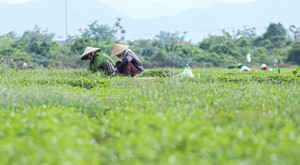 Phát triển BHXH với lao động tại các hợp tác xã