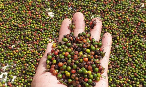 Giá tiêu hôm nay 3/1: Duy trì đà ổn định những ngày đầu năm