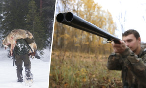 200 thợ săn Thụy Điển săn sói rừng gây tranh cãi