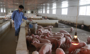 Giá heo hơi hôm nay 05/01/2023: Tiếp tục duy trì ổn định trong cả nước