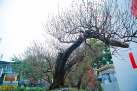 Đào rừng cổ thụ hơn trăm triệu đồng tràn phố Hà Nội