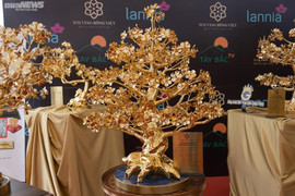 Chiêm ngưỡng cây mai mạ vàng lớn nhất Việt Nam giá 6 tỉ đồng