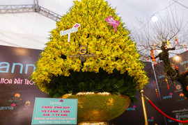 Chậu lan hồ điệp khổng lồ giá gần 2 tỷ đồng chờ khách đại gia mua chơi Tết