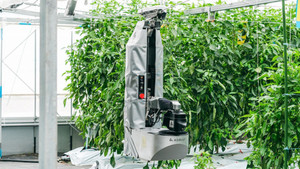 Robot thu hoạch ớt chuông ở Nhật Bản