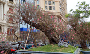 Đào cổ thụ xuống phố Hà Nội, giá trăm triệu đồng chờ 'đại gia' rinh về chơi Tết