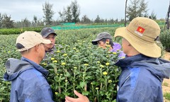 Phú Yên mưa lớn kéo dài, hoa và người 'tê tái' khi Tết cận kề