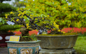 Ngắm những cây mai tuyệt đẹp ở lễ hội hoàng mai Huế