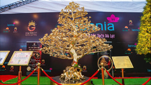 Cận cảnh cây mai mạ vàng 24K giá 5,5 tỷ đồng ở Hà Nội 