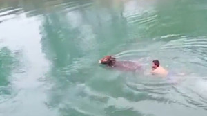 Nhóm thanh niên thay nhau nhảy xuống kênh giải cứu chú bò ở Ấn Độ