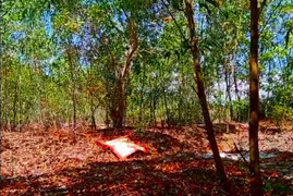 Hai vợ chồng trẻ tử vong bất thường trong rẫy