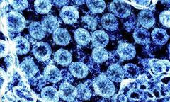 Mở rộng giải trình tự gene đối với virus gây các bệnh hô hấp ngoài COVID-19