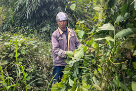 Bỏ túi tiền triệu nhờ lên rừng hái lá đủng đỉnh