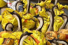 Cuối năm, công ty Trung Quốc thưởng Tết bằng ngỗng 