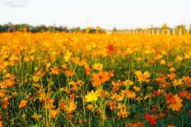 Cánh đồng hoa sao nhái đẹp hút hồn ở Hà Tĩnh