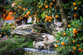 Chiêm ngưỡng song quất ôm gỗ lũa ‘gây sốt’ dịp cận Tết 