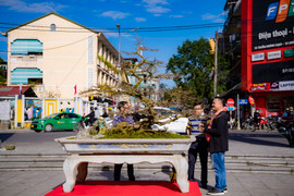 Chiêm ngưỡng những cây Hoàng mai cổ độc đáo đang được trưng bày ở Huế