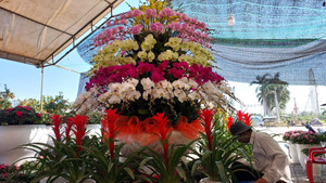 Chiêm ngưỡng cây mai trăm tuổi tiền tỷ ở chợ hoa xuân Đà Nẵng 