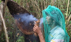Theo chân thợ gác kèo ong rừng U Minh Hạ