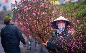 Tết muộn của người bán hoa, cây cảnh
