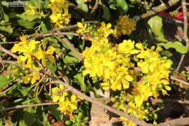 Mai rừng ùn ùn xuống phố, hút khách hỏi mua chơi Tết